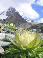 天山、雪蓮花渾然天成