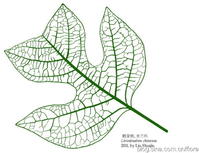 鵝掌楸（Liriodendron chinense）的葉