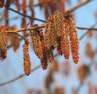 楊樹(shù)花