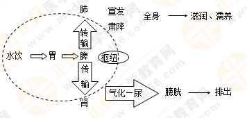 《中藥學綜合知識與技能》的藏象