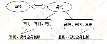 《中藥學綜合知識與技能》的藏象