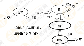 《中藥學綜合知識與技能》的藏象