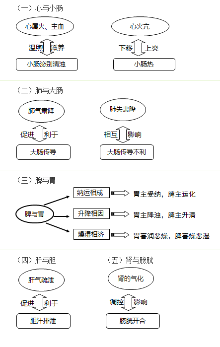 六腑與五臟之間的關(guān)系是什么？中西醫(yī)結(jié)合執(zhí)業(yè)助理醫(yī)師考試考點！