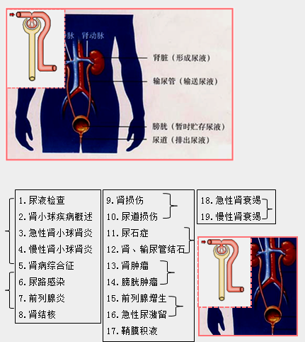 臨床執(zhí)業(yè)助理醫(yī)師泌尿系統(tǒng)特點及19個重點小結(jié)