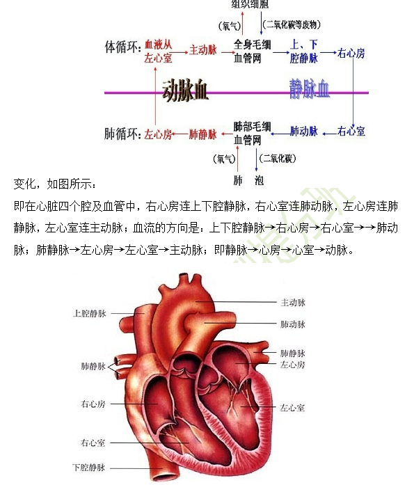 2019年臨床助理醫(yī)師心血管系統(tǒng)16個高頻考點速記！