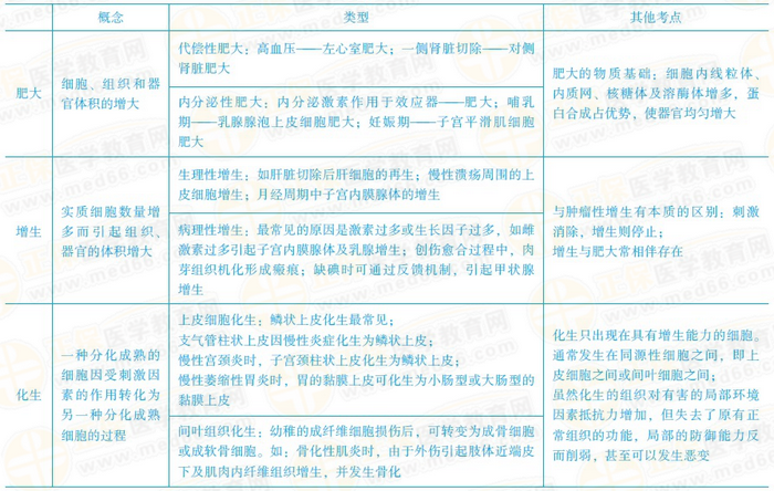 增生、化生和肥大的常見考點(diǎn)