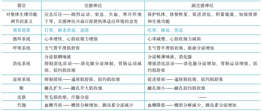 神經(jīng)系統(tǒng)對內(nèi)臟的調(diào)節(jié)