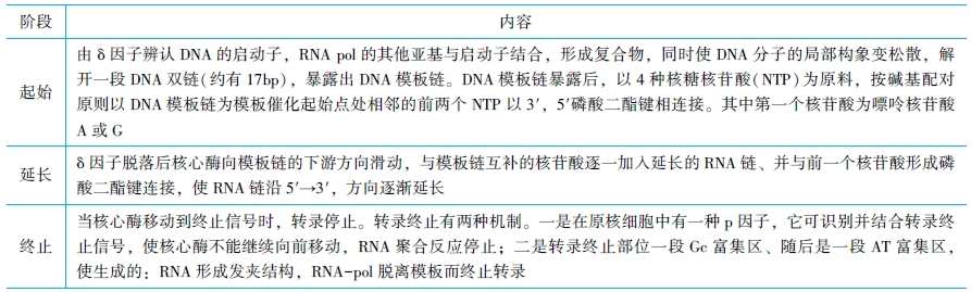 RNA轉錄過程