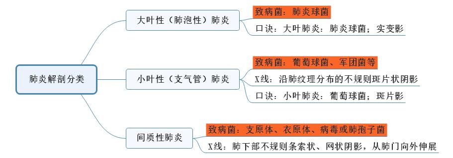 肺炎解剖分類