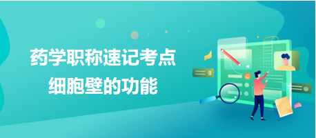 2024藥學職稱考試速記考點：細胞壁的功能