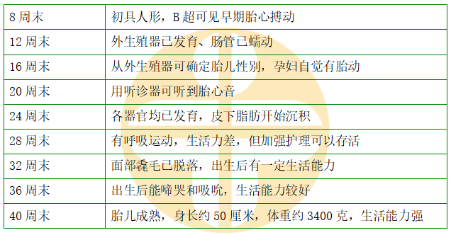 胎兒不同時段發(fā)育特征