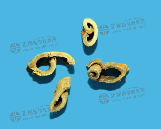 桑白皮 桑白皮
